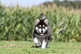 ALASKAN MALAMUTE 024
